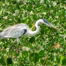 Bird looking for frogs